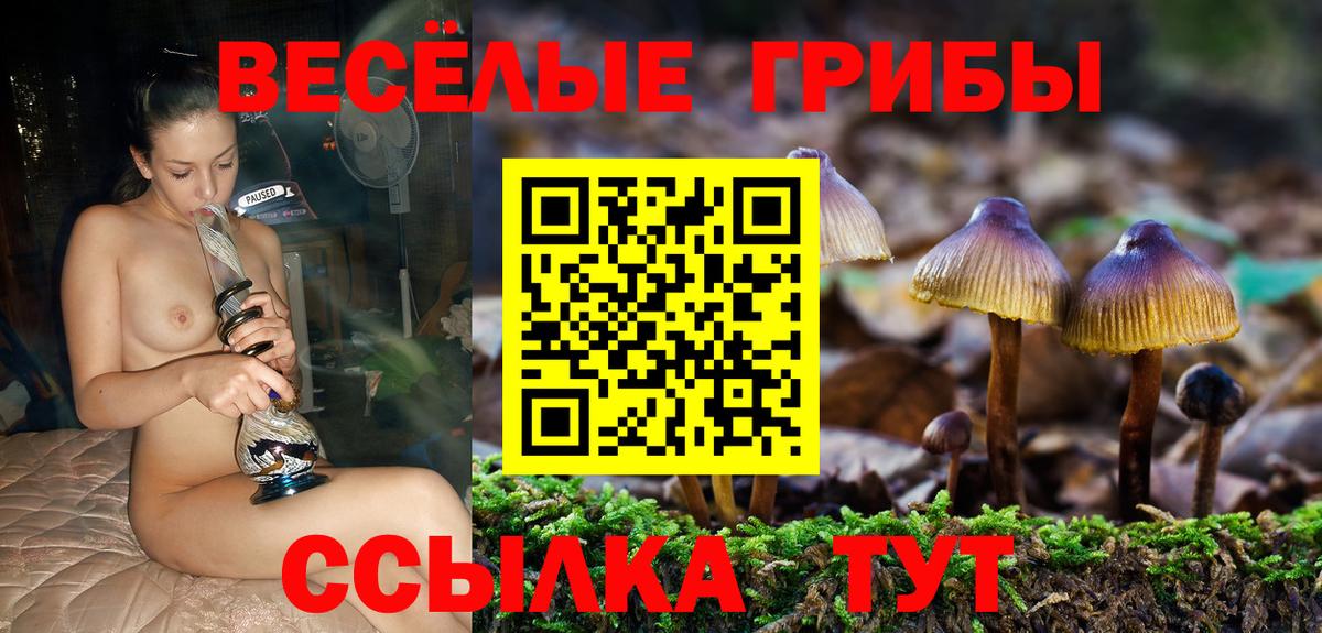 Псилоцибиновые грибы Psilocybine cubensis Барнаул